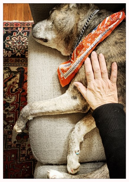 沙发上生病的老年犬图片下载