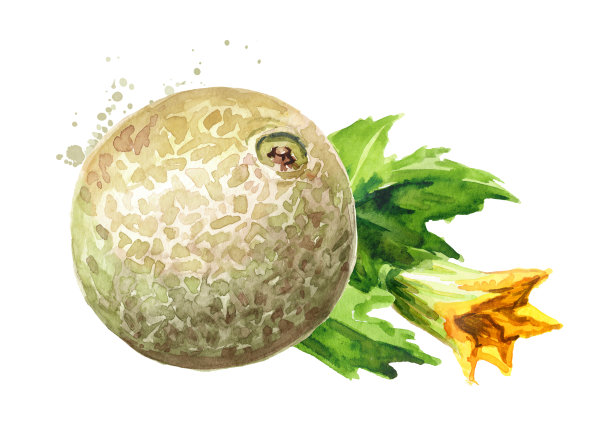 带叶的整个哈密瓜。水彩手绘插图，孤立的白色背景图片下载