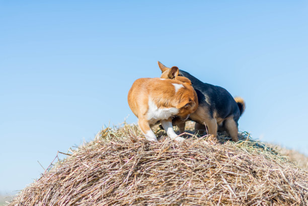 两只小狗在干草堆上玩耍。最好的朋友。图片下载