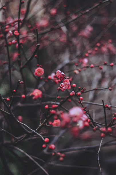 东京的梅花图片下载