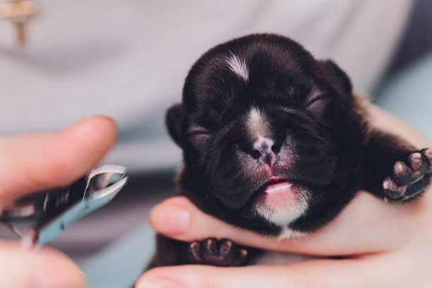 法国斗牛犬修剪指甲图片下载