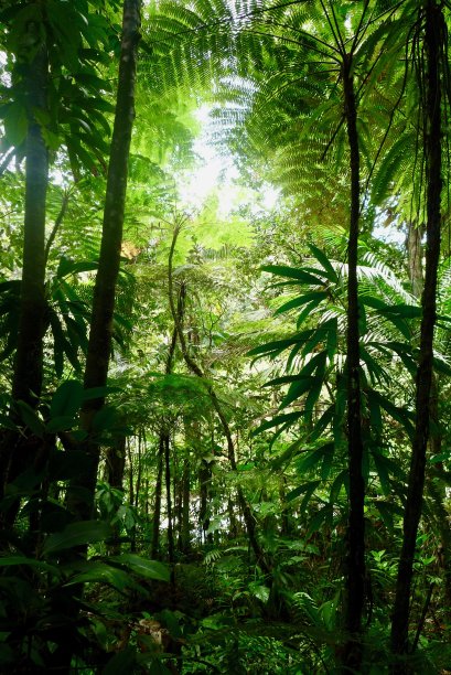 瓜德罗普岛热带雨林图片下载