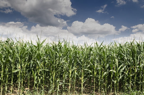 保加利亚东部金色和绿色的玉米地图片下载