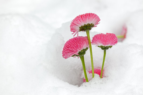 红贝利斯图片下载