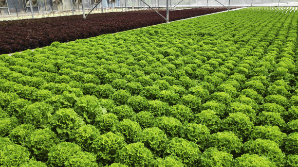 温室花园中的有机水培新鲜绿色蔬菜图片下载