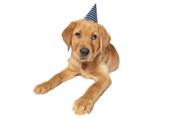 方的小狗图片下载