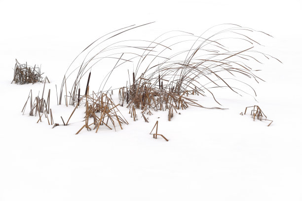 白色的雪地里生长着干涸的野草和芦苇图片下载