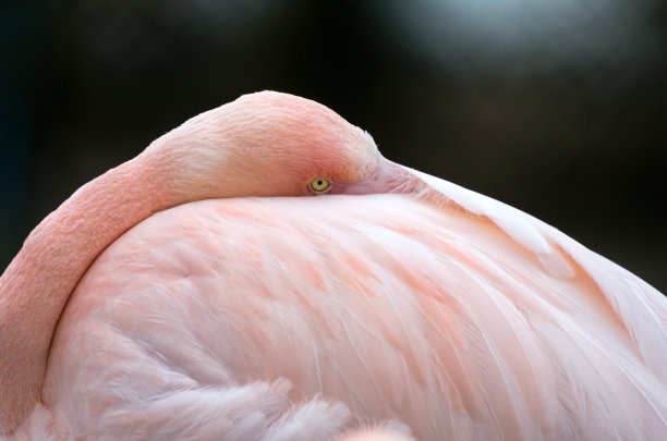休息中的火烈鸟图片下载