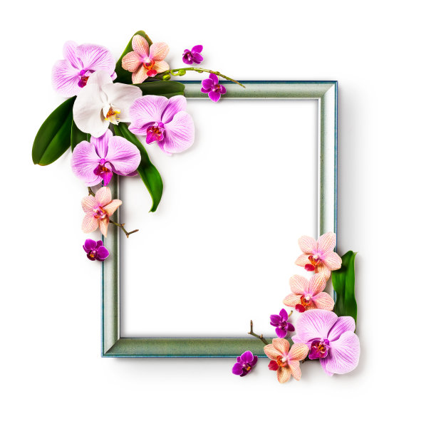 兰花花架图片下载