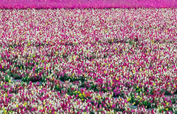 荷兰西兰旅游小镇圣安那兰的大花坛，园艺背景图片下载