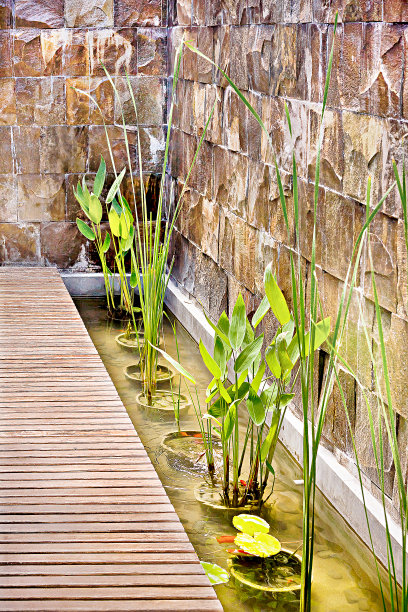 木路旁的池塘里种着花瓶里的植物图片下载