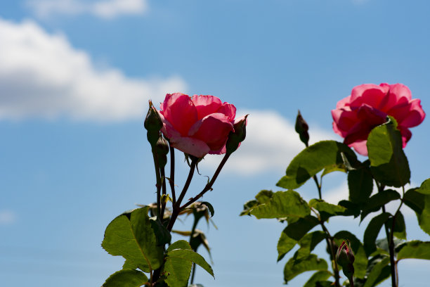 蓝天下的两朵玫瑰和玫瑰花瓣。图片下载