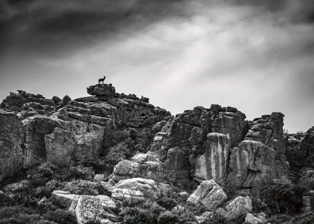 Klipspringer和一个视图图片下载