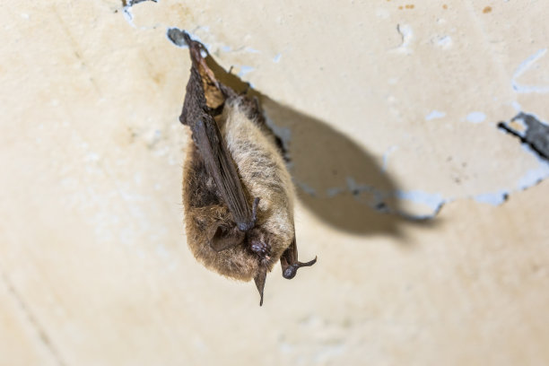 留胡须的蝙蝠冬眠图片下载