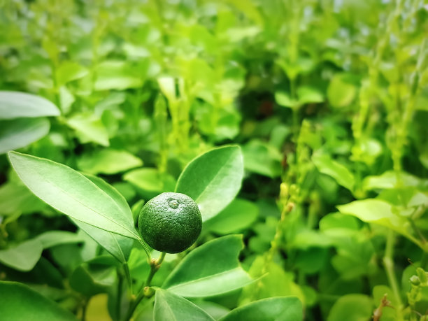 特写新鲜的青柠水果对树的背景图片下载