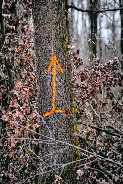 特写的树干上的箭头指向上图片下载