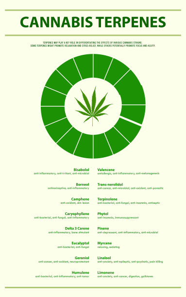 大麻类垂直信息图图片下载