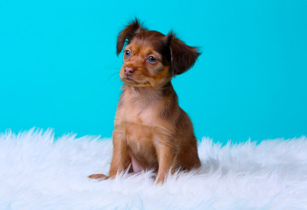 美丽的红毛小狗坐在蓝色的背景上。图片下载