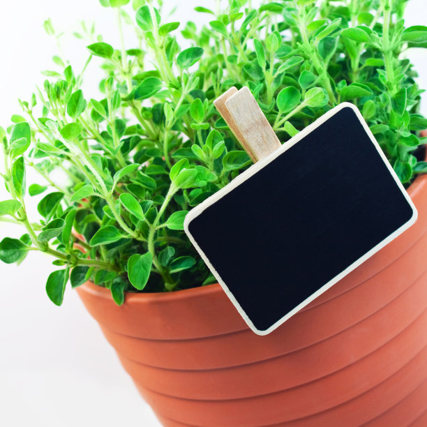 带标签的牛至草本植物盆栽图片下载