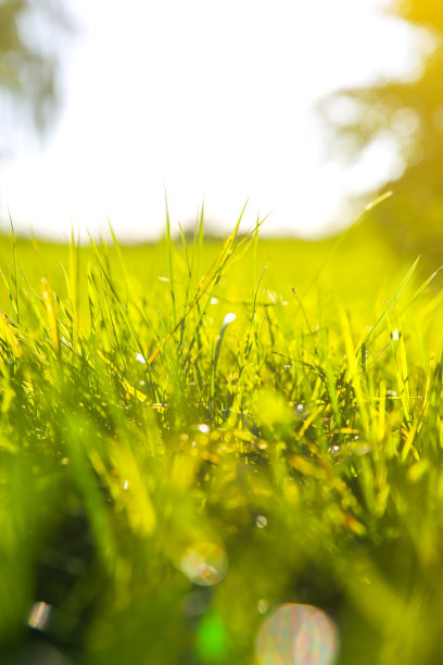 在日落的灯光下，户外的绿草。夏日春光明媚的草地景观。自然生态友好照片。墙纸。图片下载