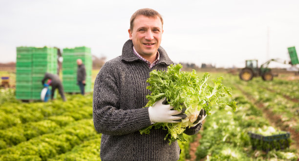手持皱叶生菜的园艺师图片下载
