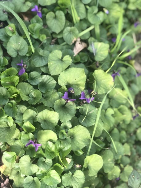 飞机堇菜俗称木紫紫色花图片下载