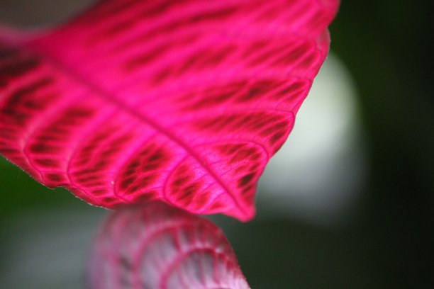 阳光下的树叶之美图片下载