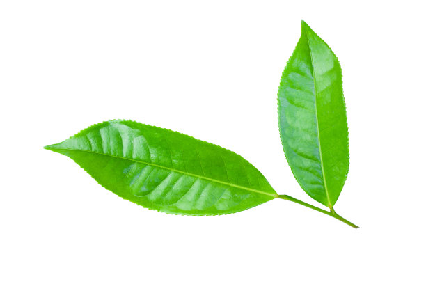 白色背景上孤立的绿茶叶子作为设计元素图片下载