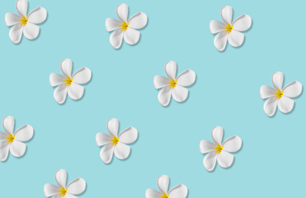 春天的白花图案，复制空间图片下载