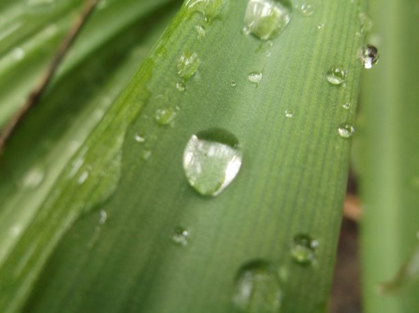 草地上的水滴图片下载