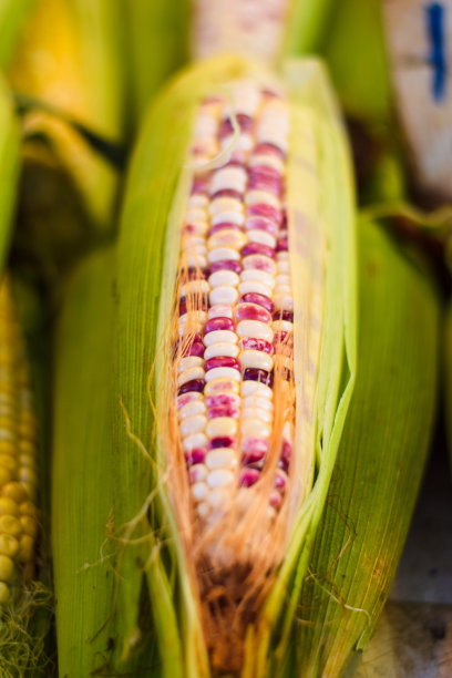 新鲜的甜玉米在绿色的叶子图片下载