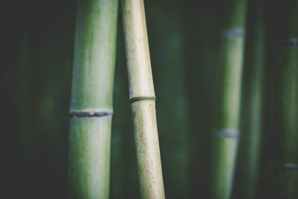 竹杆背景图片下载