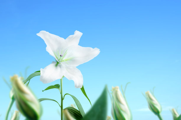 田野上盛开着白色的百合图片下载