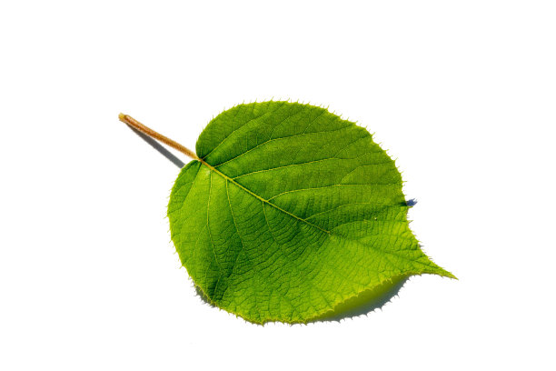 猕猴桃叶，独立于白色背景图片下载