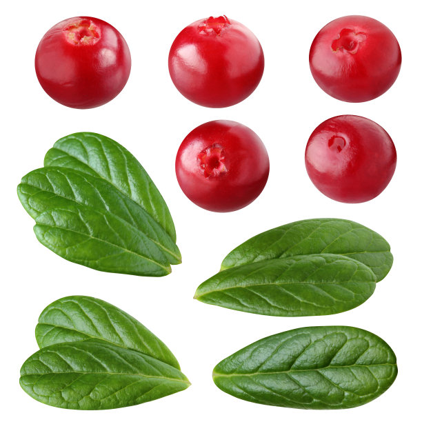 越橘被孤立在一个白色的背景与修剪路径。图片下载