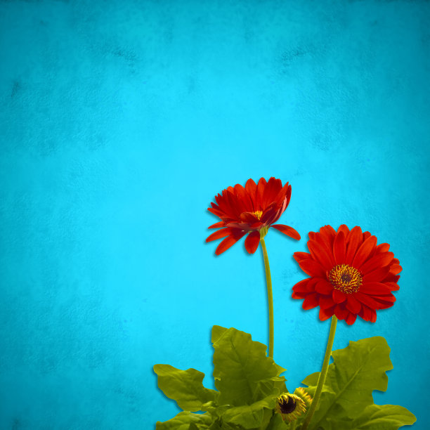 卡片与空白的红色非洲菊花在蓝色的纸背景与文字信息的空间，正方形图片下载