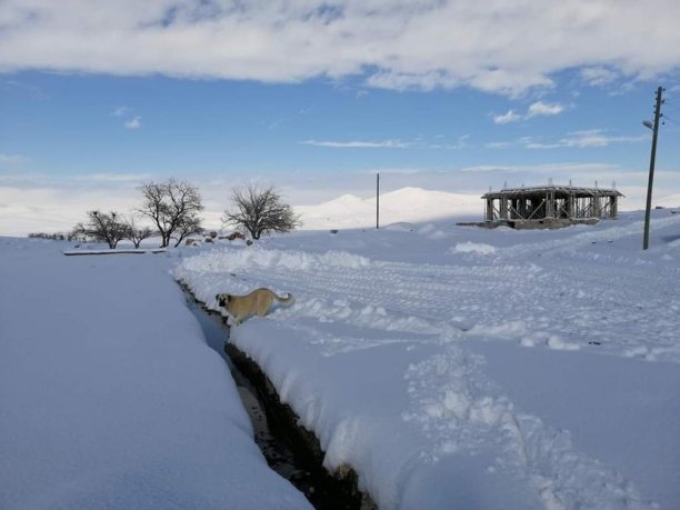 大雪。雪景，天空，房子和狗图片下载