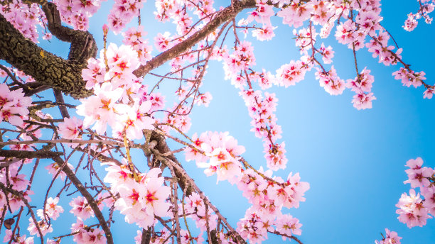 马德里春天盛开的第一批杏树图片下载