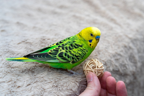 一只手持的宠物鸟坐在米色的布上，看着一个木制玩具。自由的鸟在人手里玩。图片下载