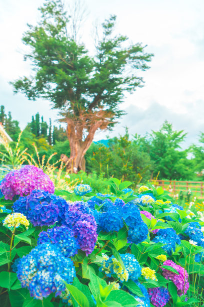 绣球花公园，川口，日本图片下载