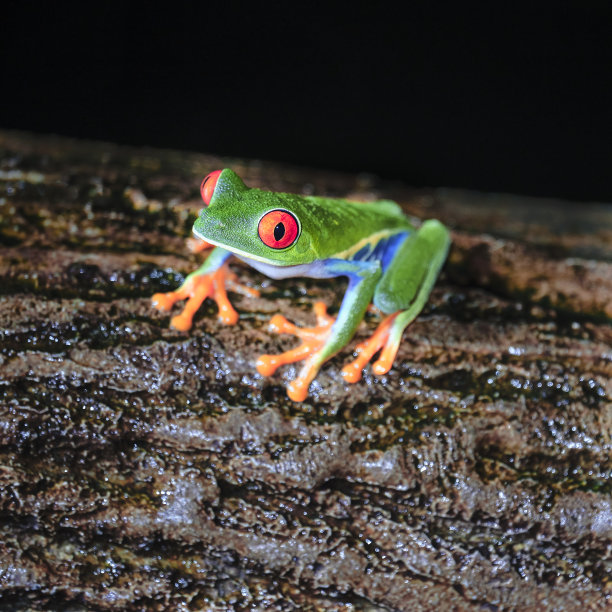 红眼树蛙正面视图图片下载