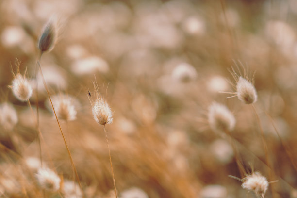 兔子尾巴草复古风格;自然背景图片下载
