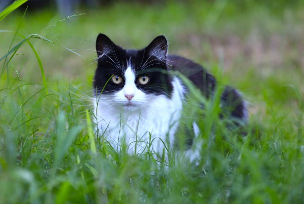 黑白相间的猫跟踪着我白色的我正在悉尼郊区的房子旁边的院子里钉一幅花的图片图片下载