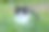 黑白相间的猫跟踪着我白色的我正在悉尼郊区的房子旁边的院子里钉一幅花的图片图片下载