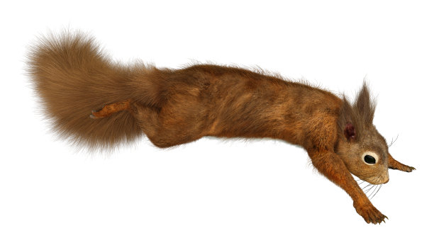 3D插图欧洲红松鼠在白色图片下载