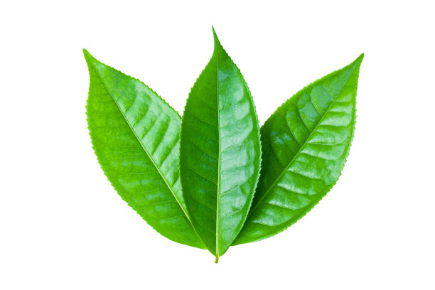 白色背景上孤立的绿茶叶子作为设计元素图片下载