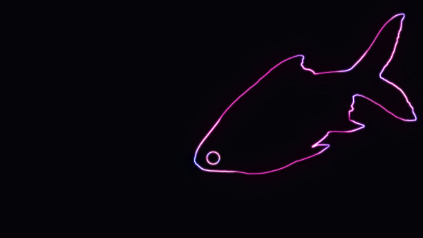 美丽轮廓的锡箔倒钩鱼(Barbonymus schwanenfeldii)，与霓虹灯。动物轮廓与霓虹灯效果隔离在黑色背景。图片下载