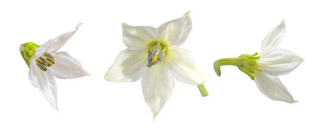 红辣椒的白色花在孤立的白色背景上，特写图片下载