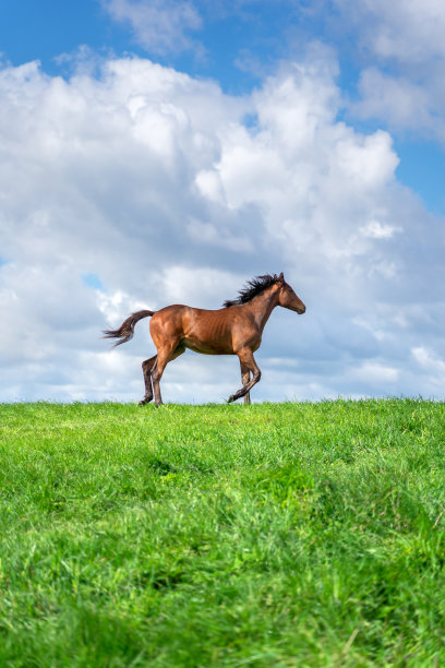 夏季牧场上的马图片下载