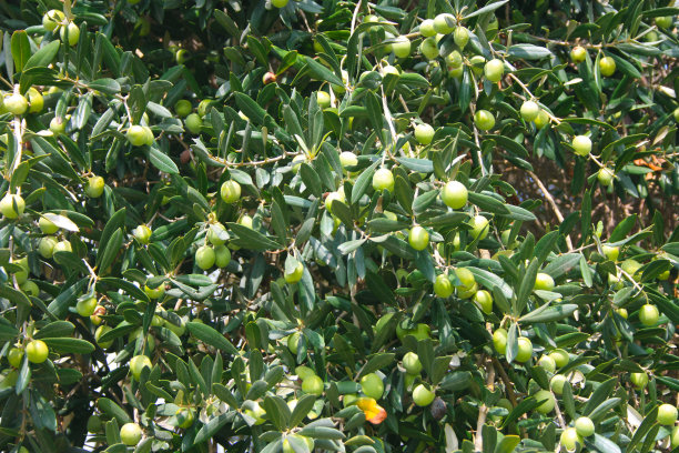 特写背景的绿色树枝满绿色橄榄图片下载